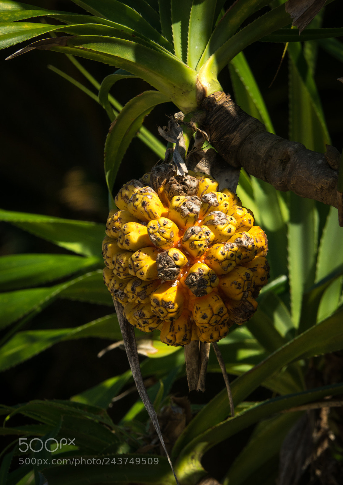 Sony Cyber-shot DSC-RX10 III sample photo. Pandanus aka the fake photography