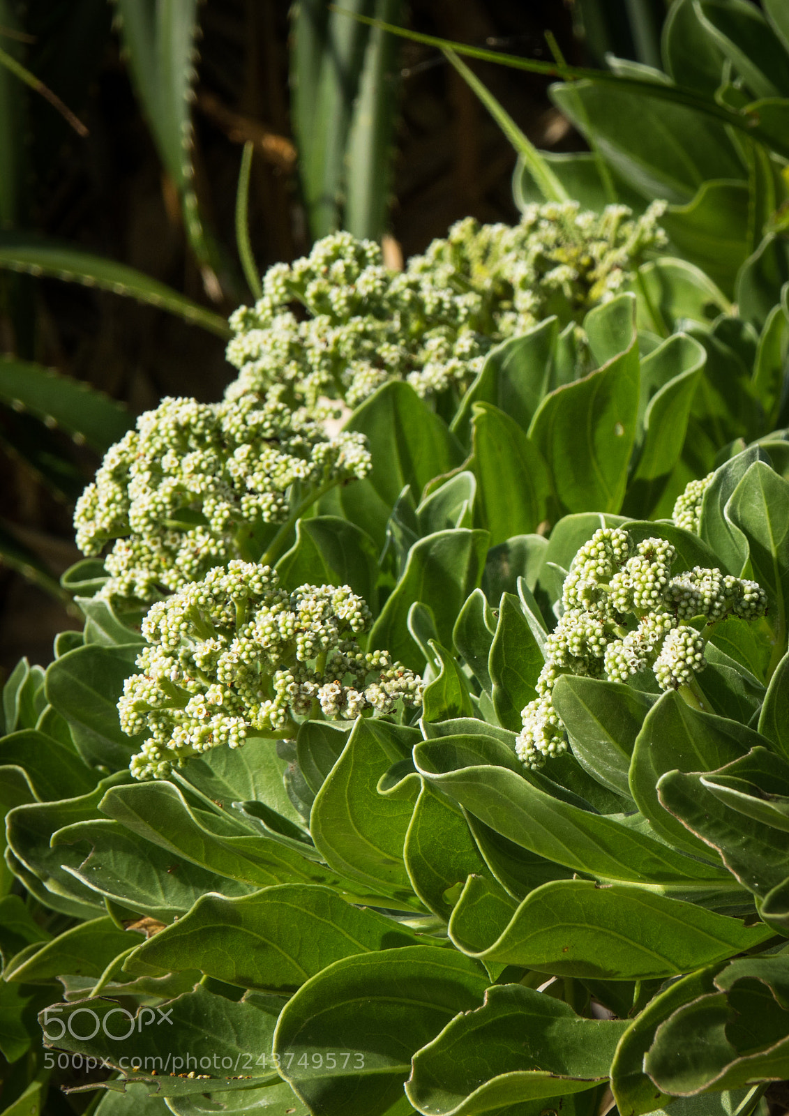 Sony Cyber-shot DSC-RX10 III sample photo. Wild vegetation growing in photography