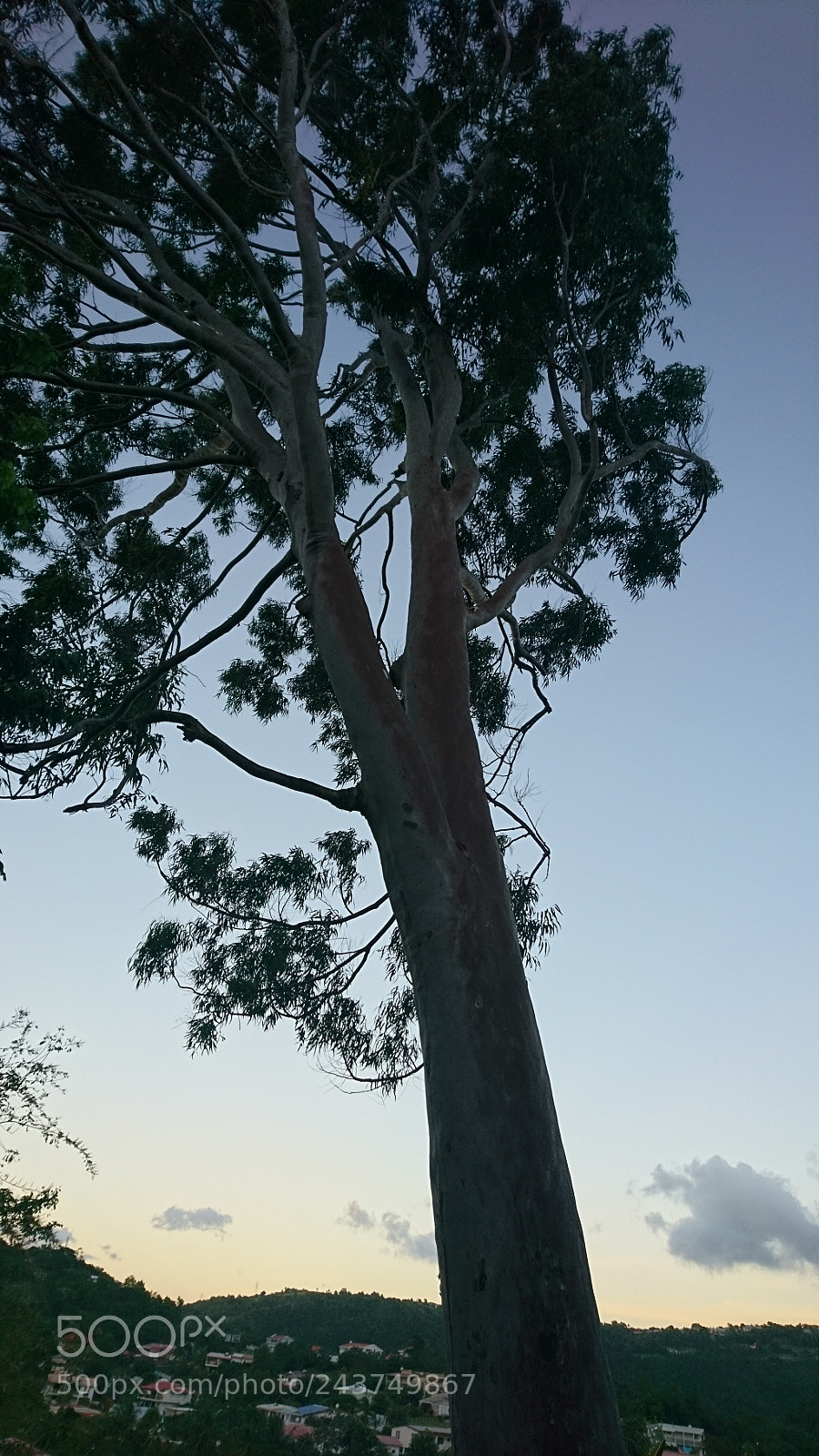 Sony Xperia X sample photo. Tree of life photography