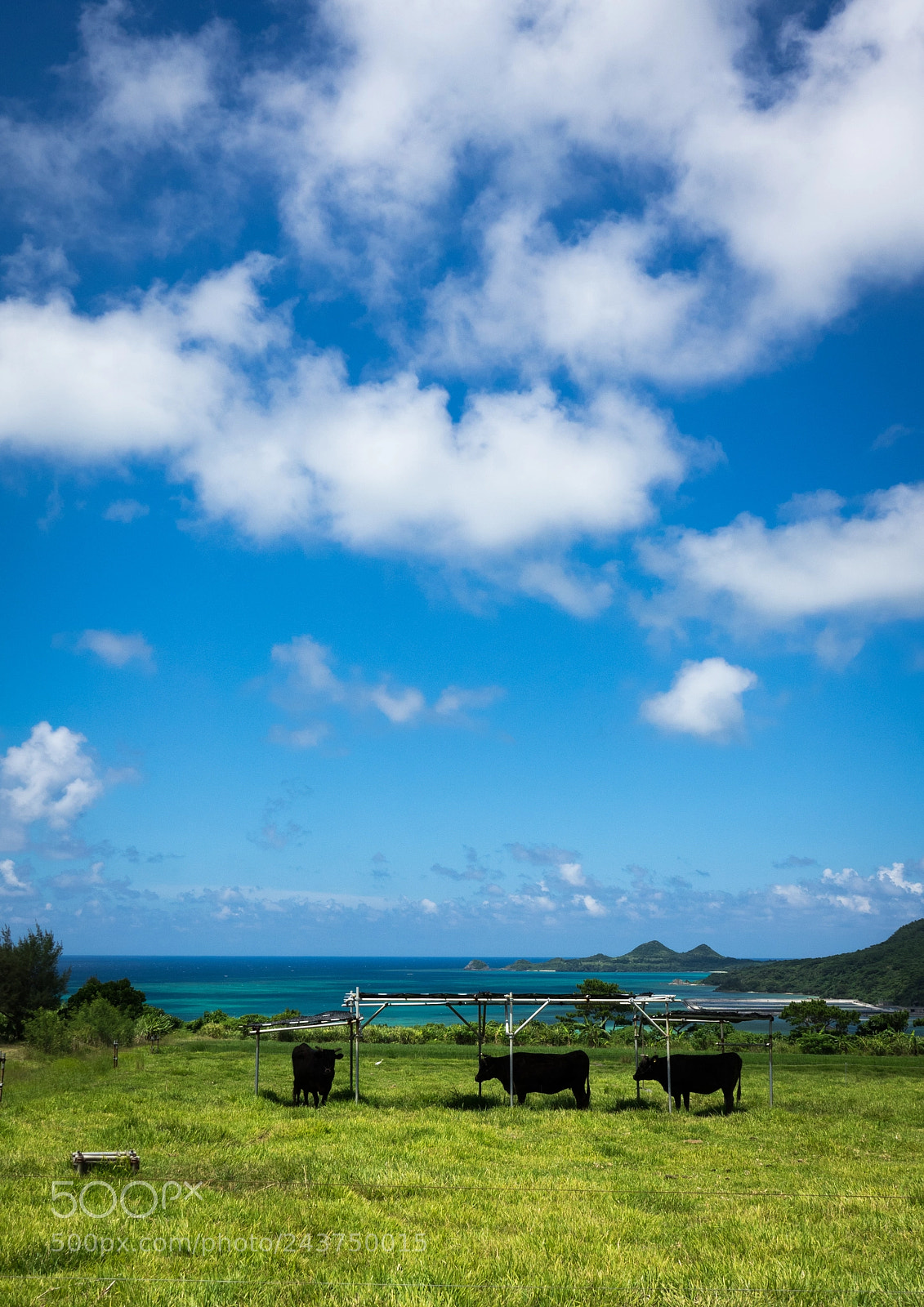 Sony Cyber-shot DSC-RX10 III sample photo. Cows grazing in front photography