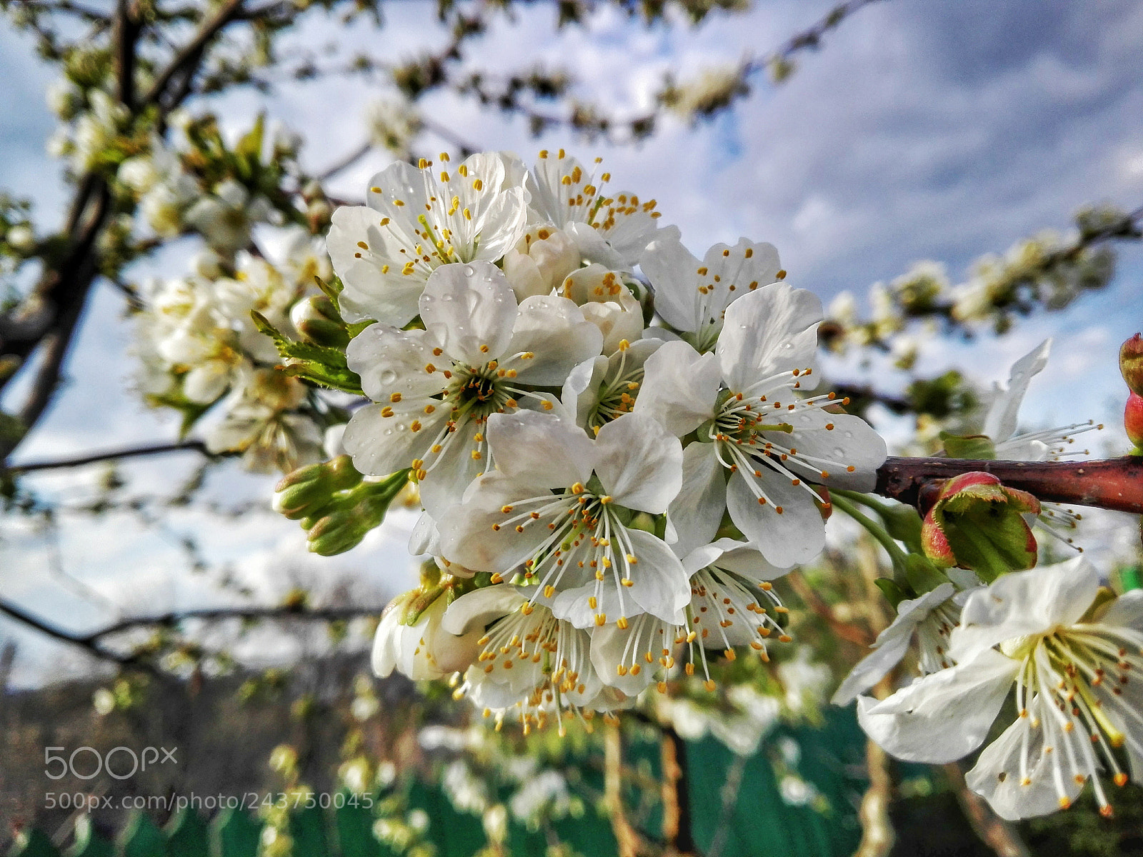 HUAWEI P8 Lite sample photo. Untitled photography