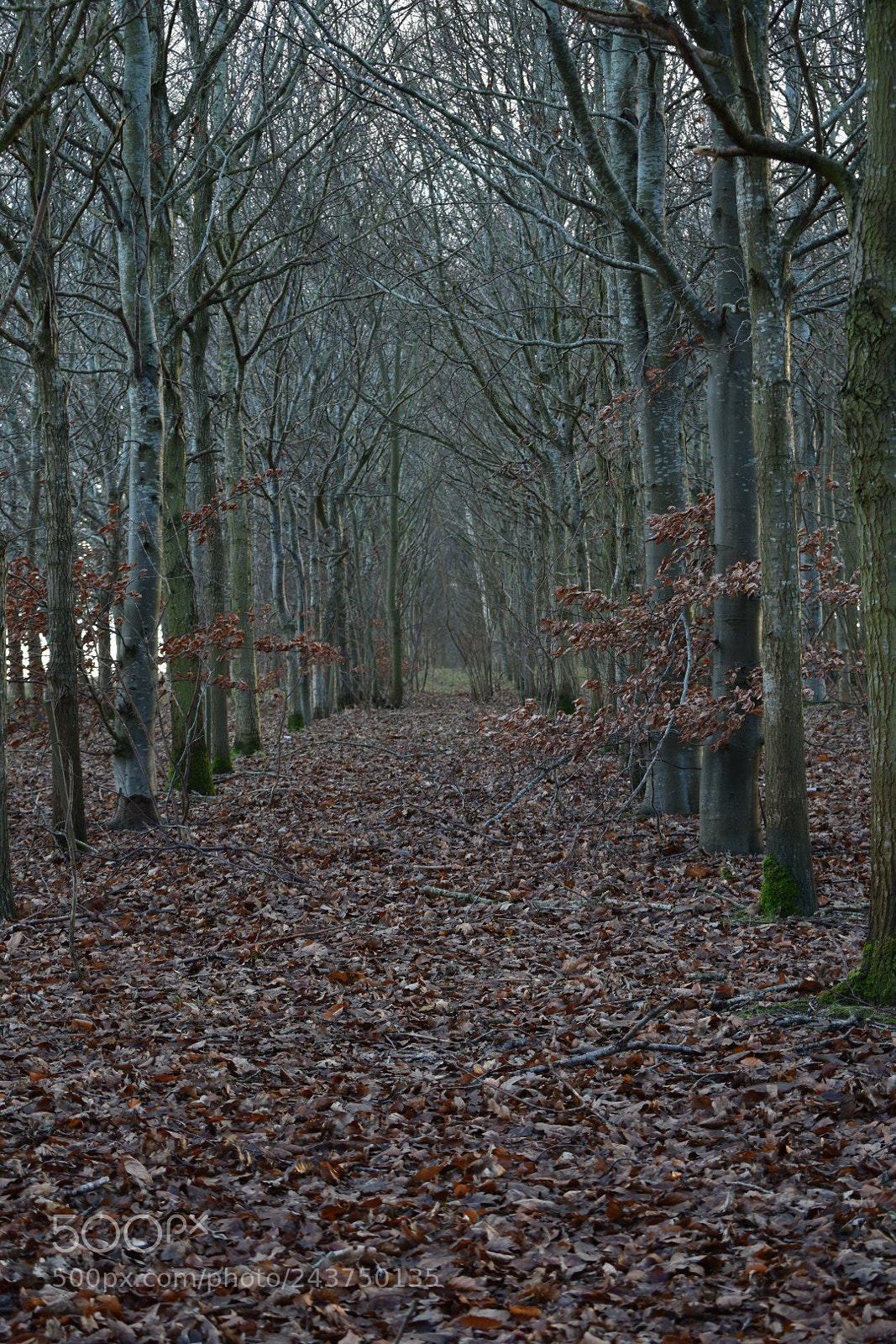 Nikon D3400 sample photo. Forest path photography