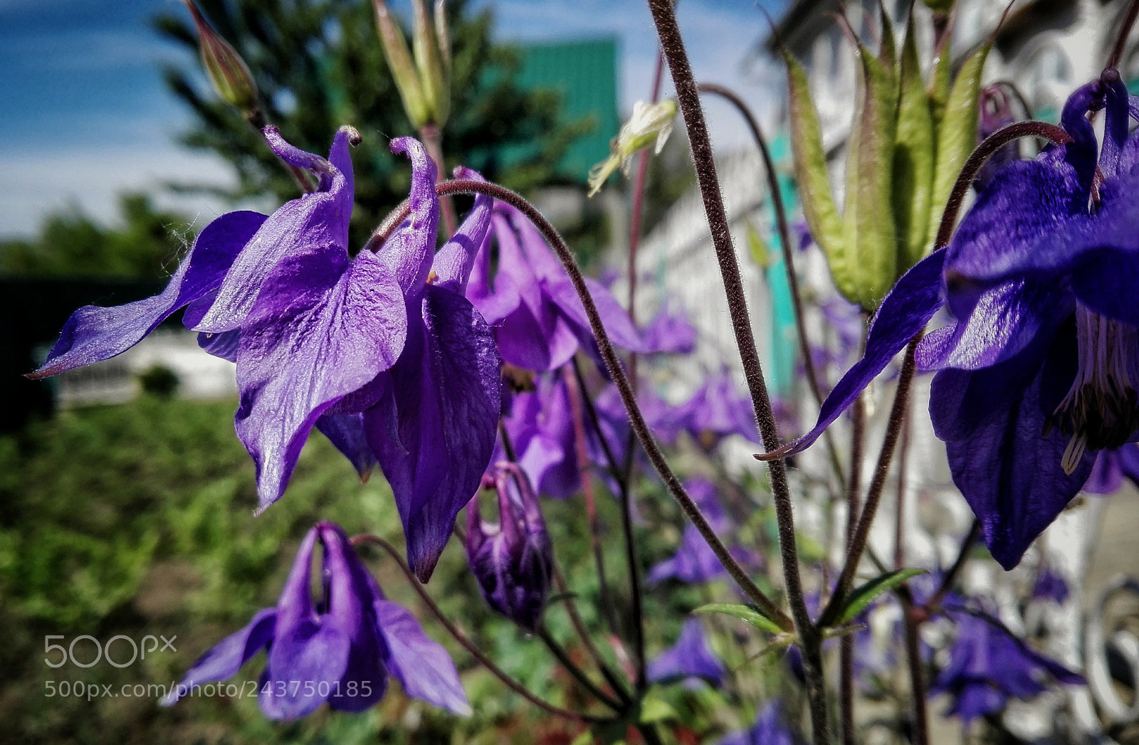HUAWEI P8 Lite sample photo. Untitled photography