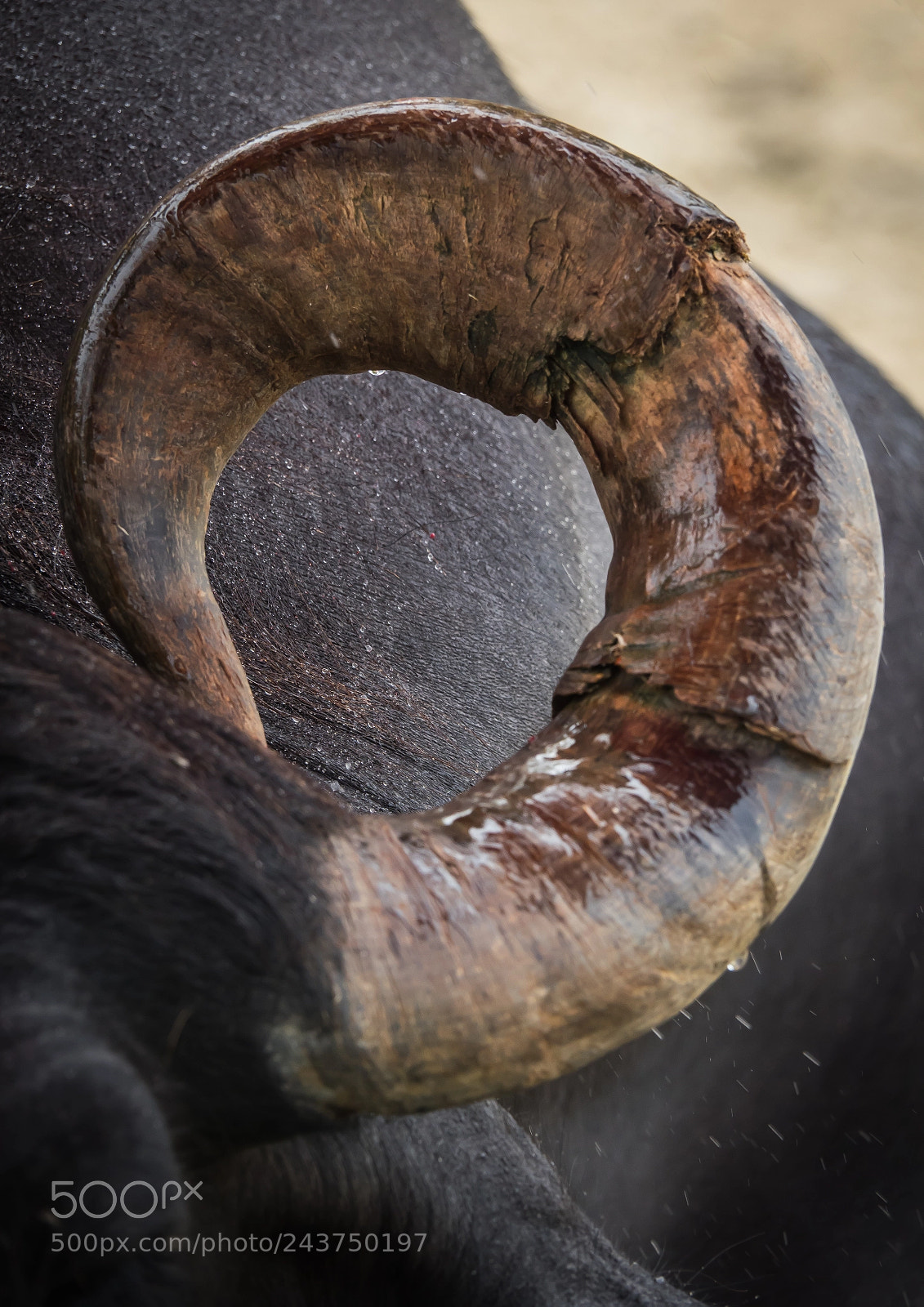 Sony Cyber-shot DSC-RX10 III sample photo. Horn of buffalo famous photography