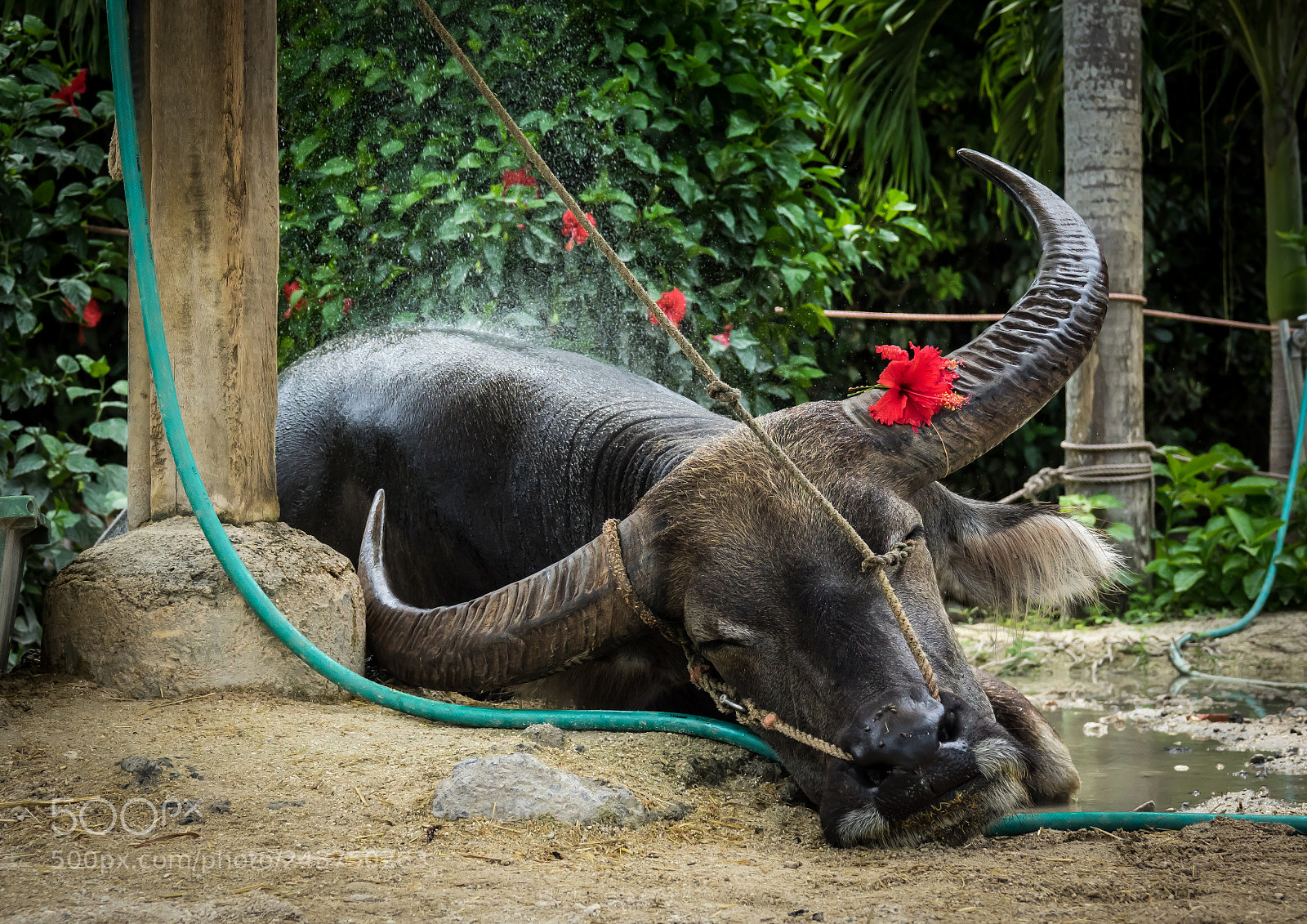 Sony Cyber-shot DSC-RX10 III sample photo. Famous buffalo from taketomi photography