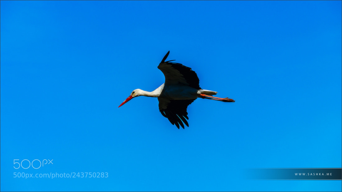 Sony a99 II sample photo. Beautiful stork with red photography