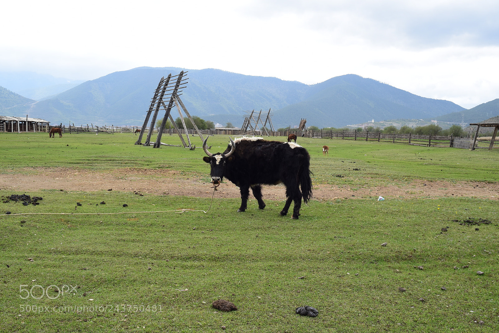 Nikon D5500 sample photo. Pro photography
