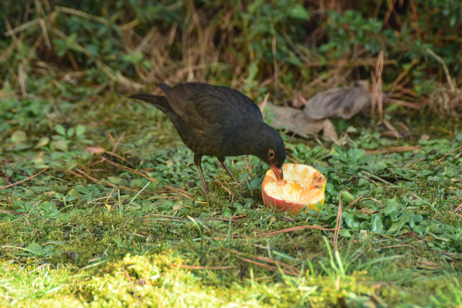 Nikon D7200 sample photo. Untitled photography