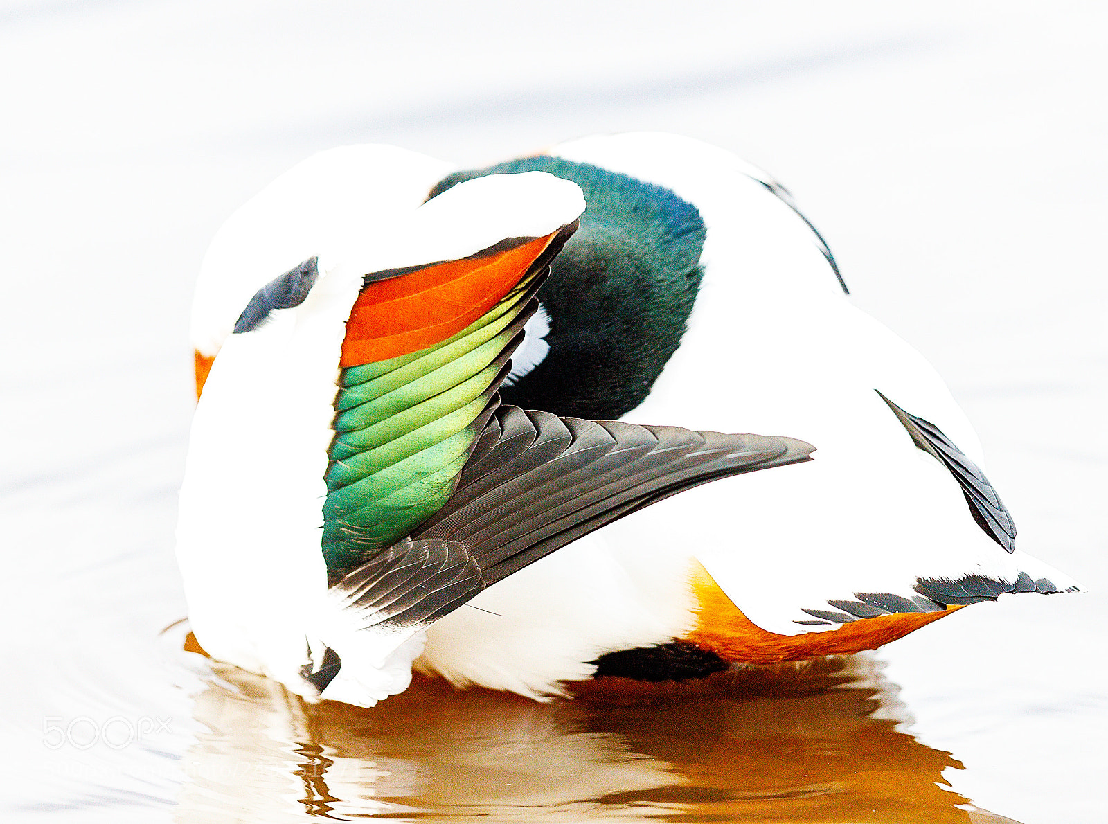 Canon EOS-1D X Mark II sample photo. Shelduck photography