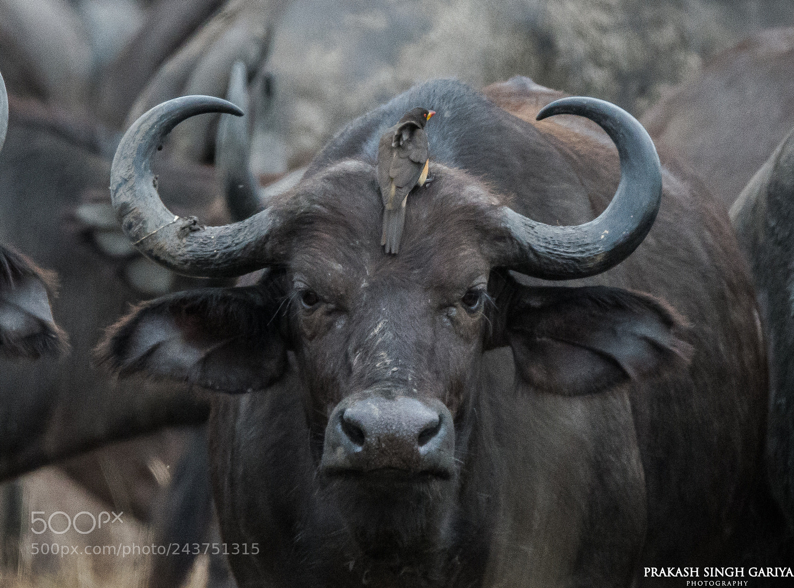 Nikon D800E sample photo. Buffalo and an ox photography