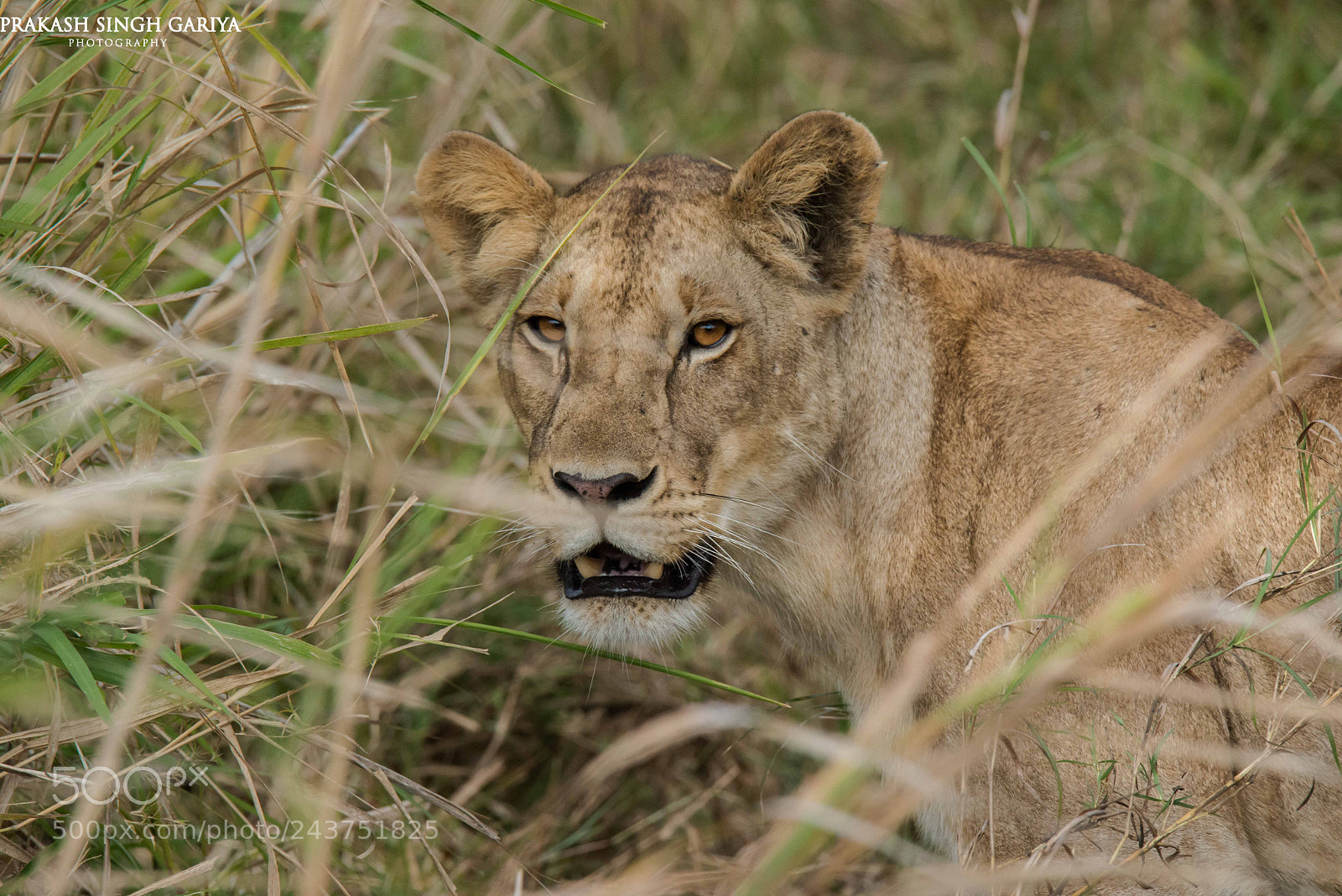 Nikon D800E sample photo. Lioness photography