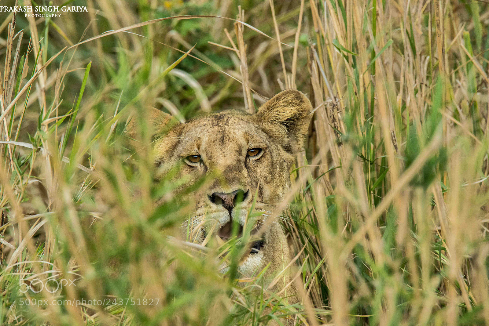Nikon D800E sample photo. Lioness photography