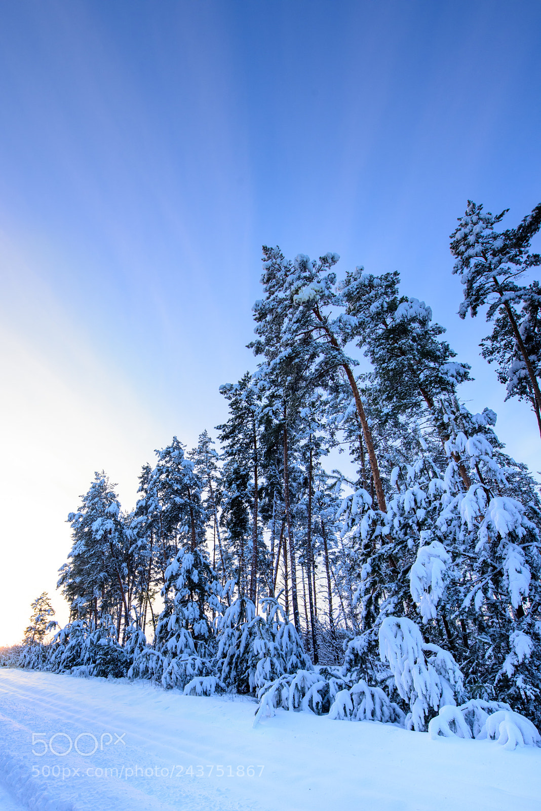 Nikon D810 sample photo. Winter photography