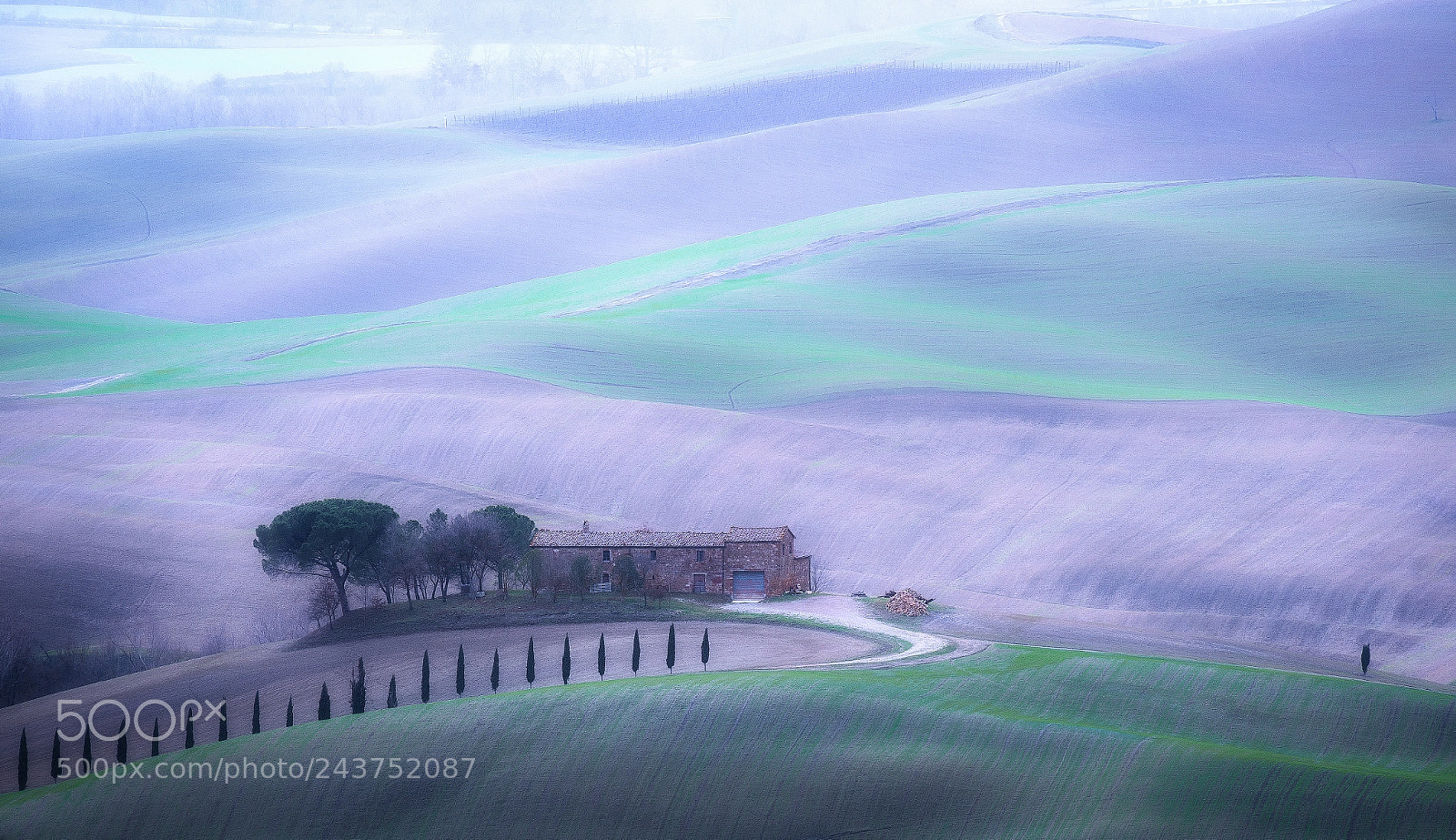 Nikon D810 sample photo. Study in purple photography