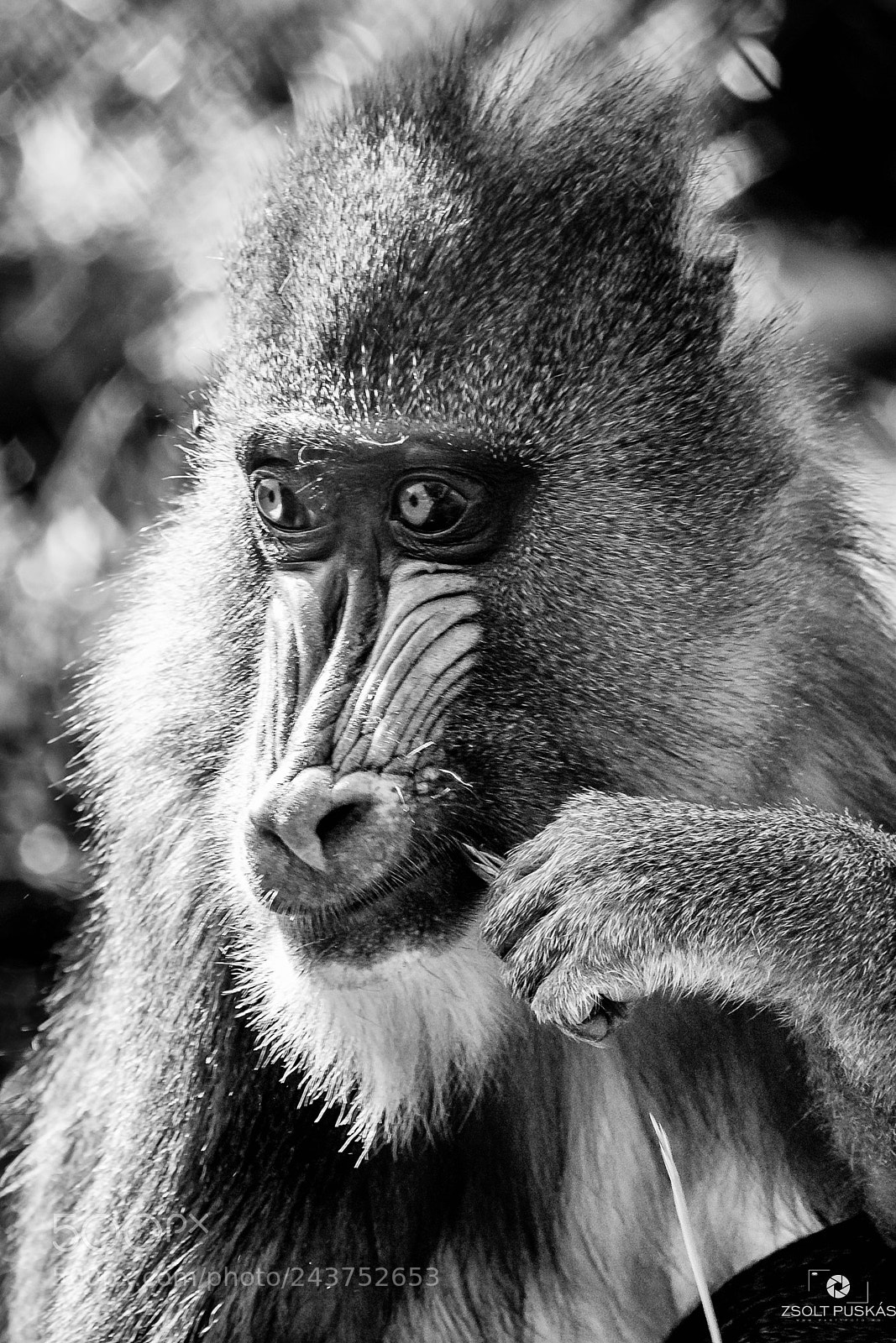 Nikon D7100 sample photo. Toothpick photography