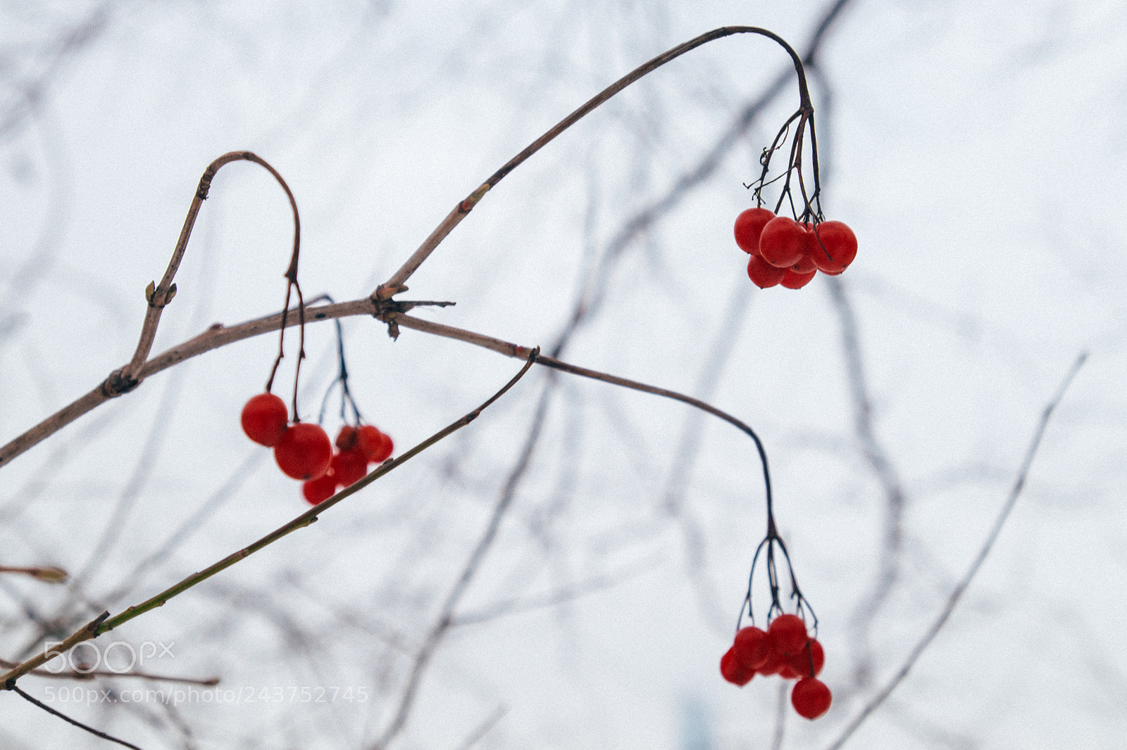 Fujifilm X-T1 sample photo. Red photography