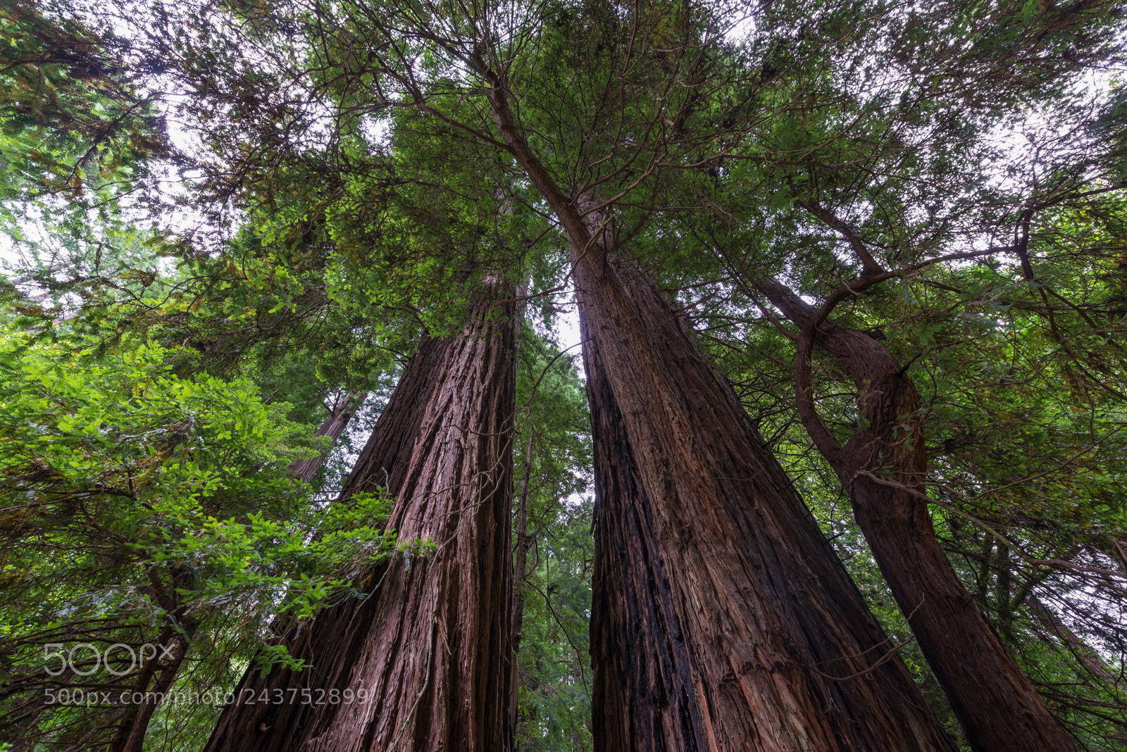 Nikon D800 sample photo. Muir woods photography