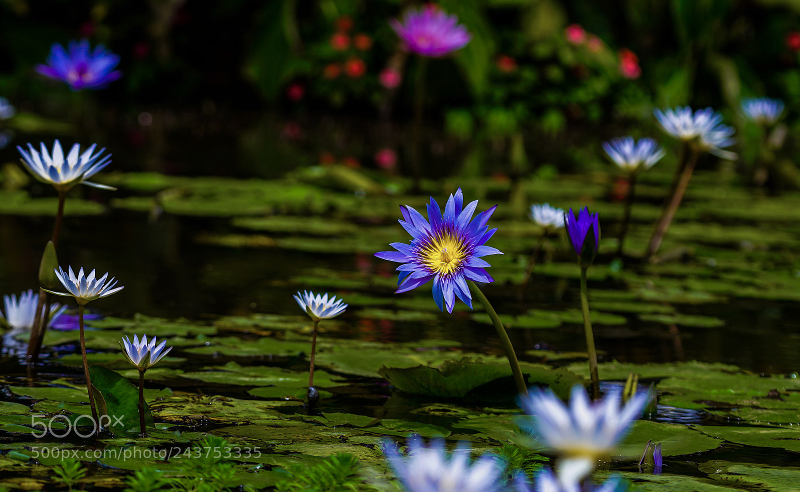 Sony a7R II sample photo. Untitled photography