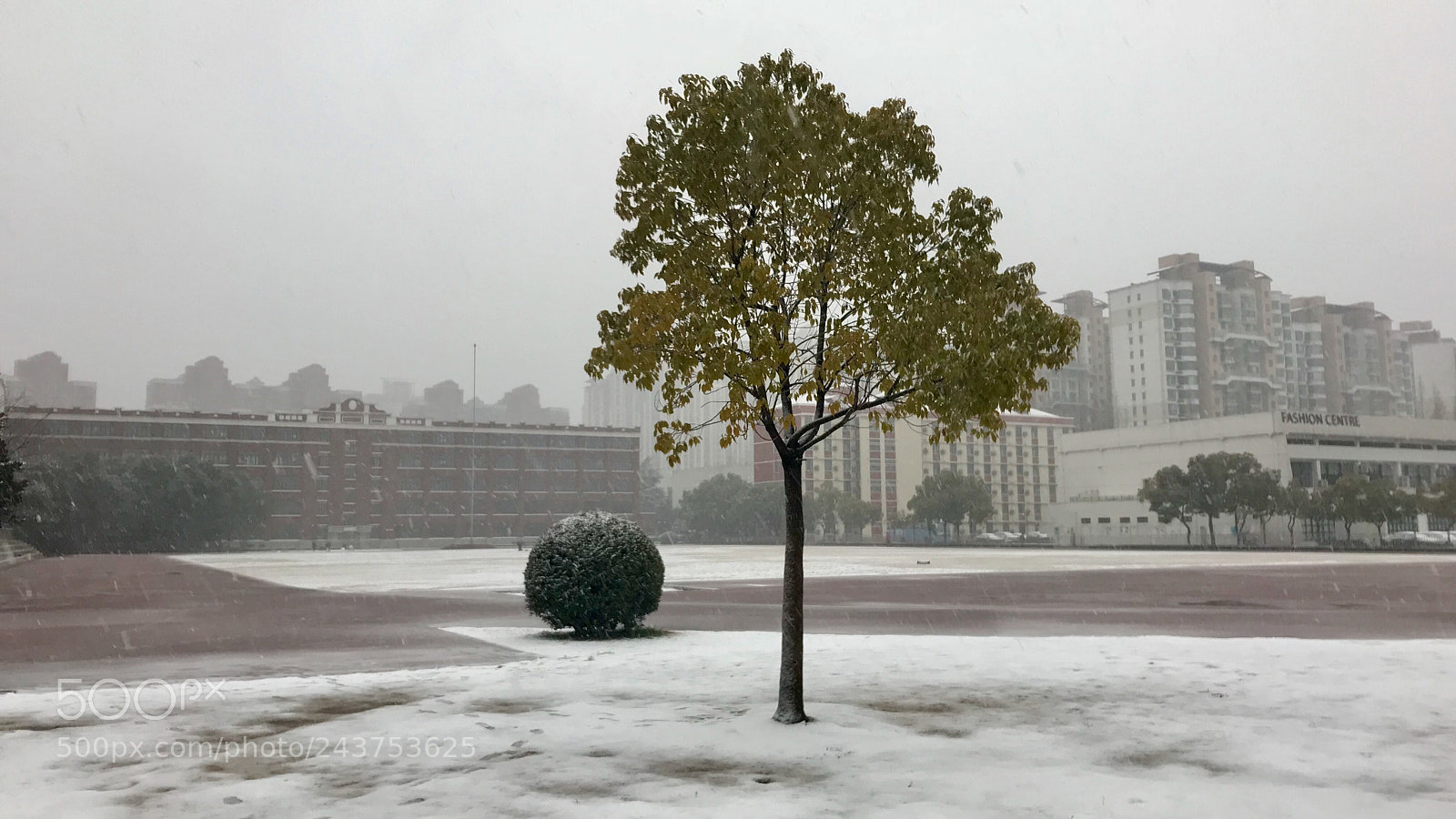Apple iPhone 7 sample photo. Snow 雪 photography