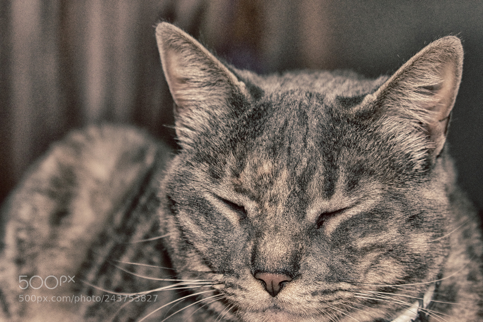 Nikon D3400 sample photo. #catlife photography