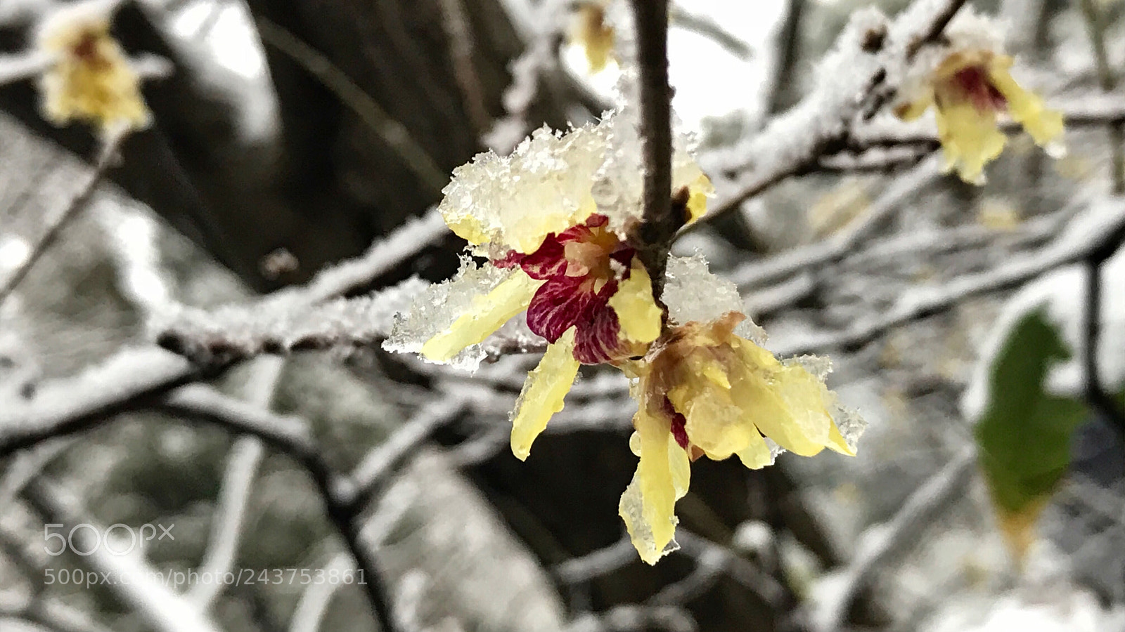 Apple iPhone 7 sample photo. Wintersweet in the snow 雪中腊梅 photography