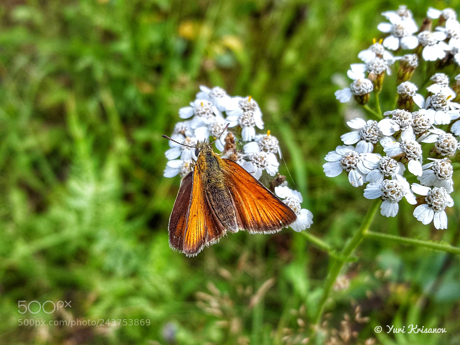 Samsung Galaxy Alpha sample photo. Little butterfly large skipper photography
