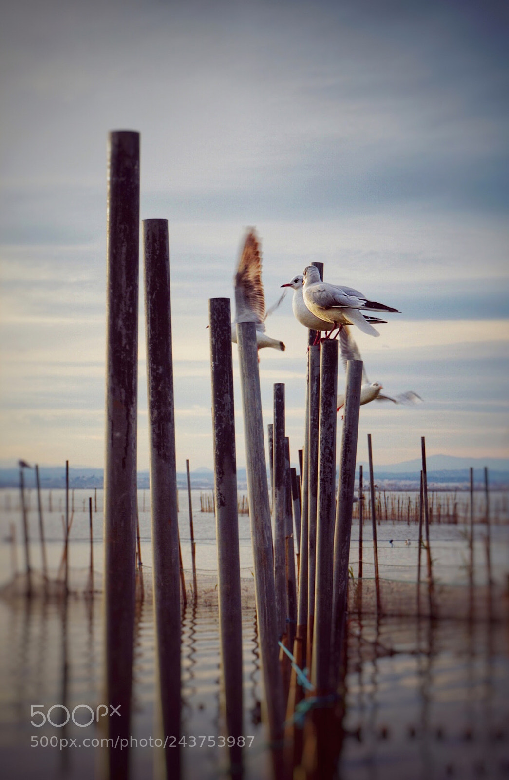 Sony Alpha a5000 (ILCE 5000) sample photo. Aves de la devesa photography