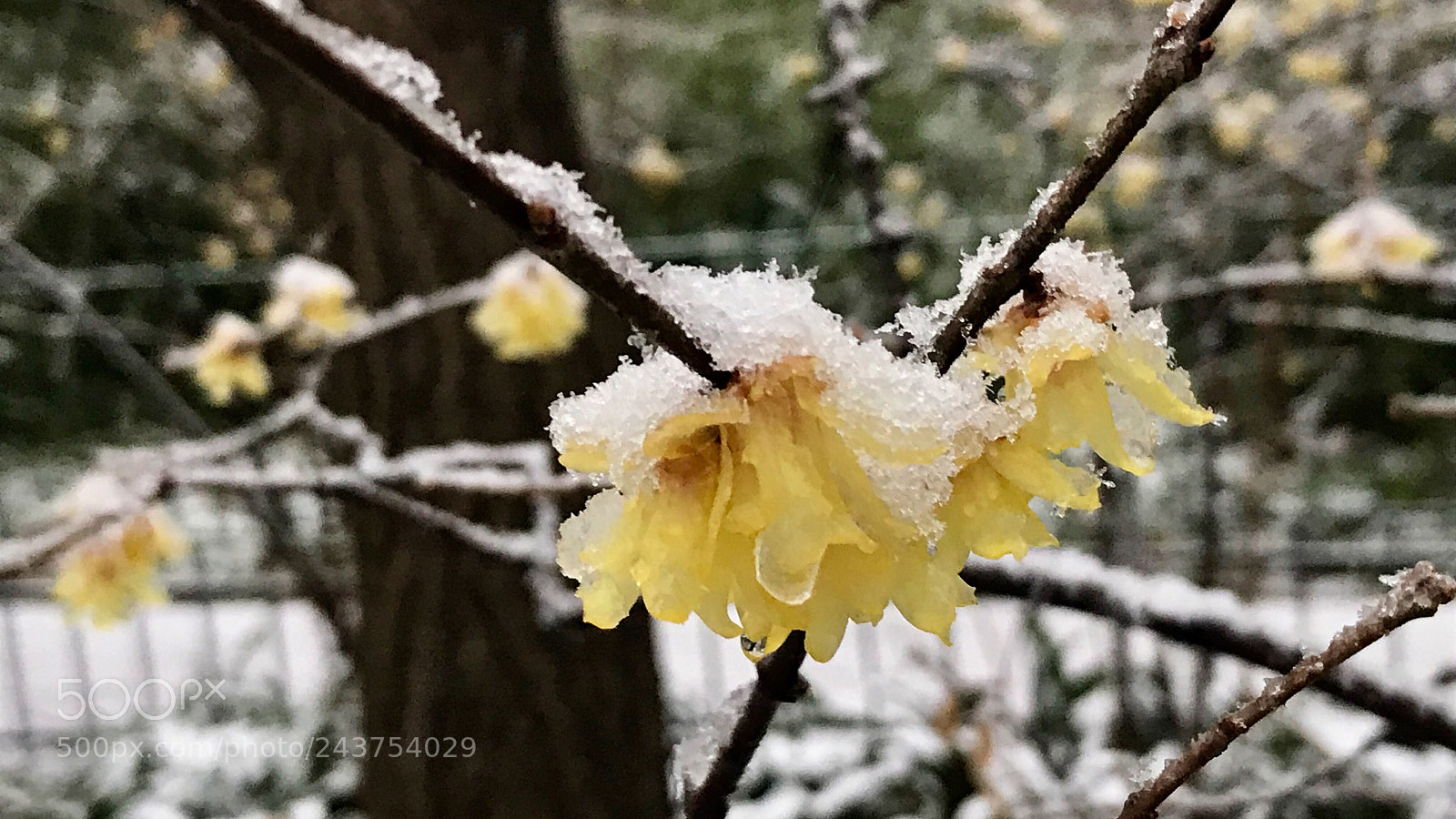 Apple iPhone 7 sample photo. Wintersweet in the snow 雪中腊梅 photography