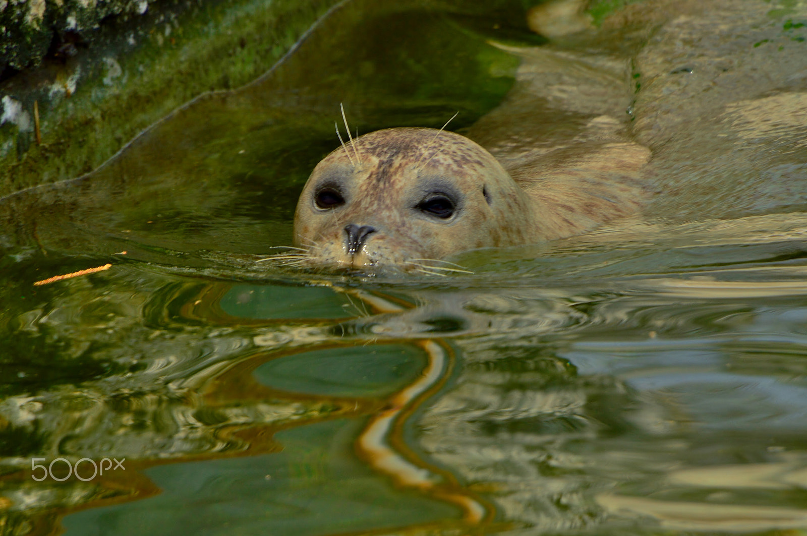 Nikon D3200 sample photo. Seal photography
