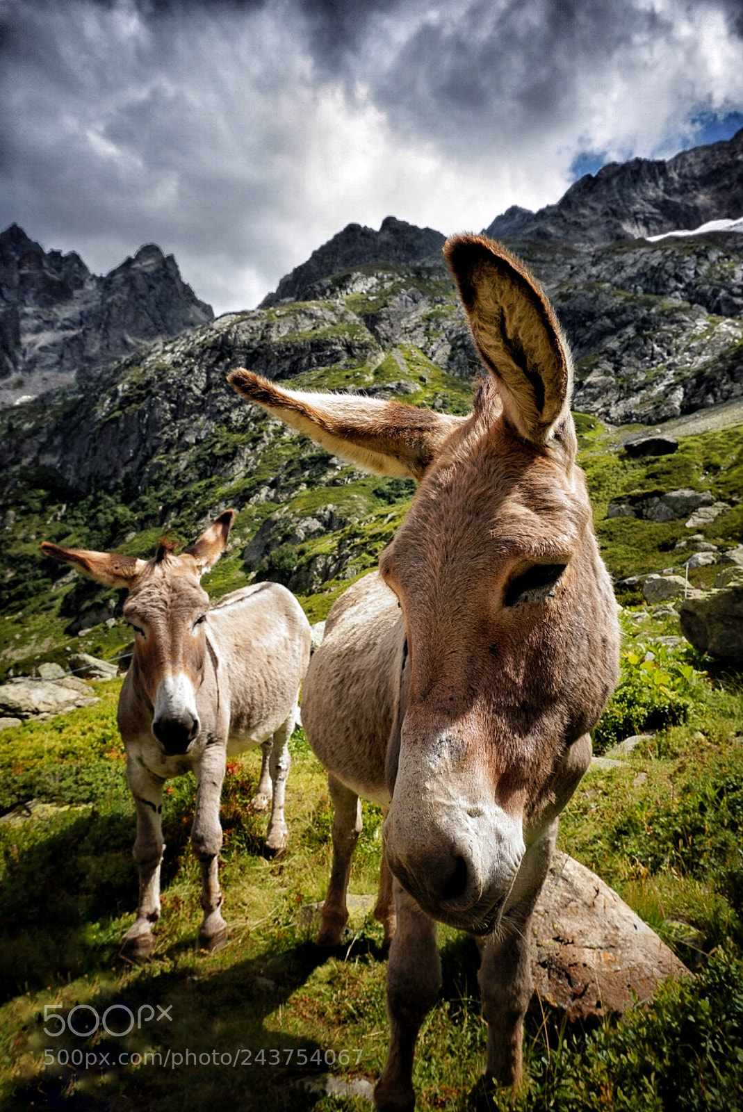 Sony Alpha a5000 (ILCE 5000) sample photo. Burro en los alpes photography