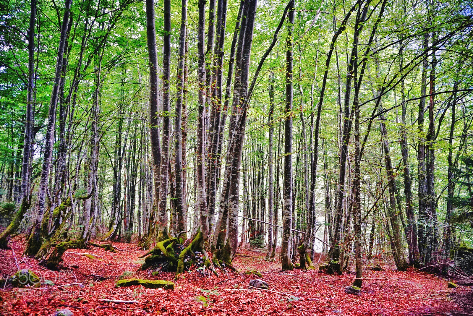 Sony Alpha a5000 (ILCE 5000) sample photo. Bosque photography