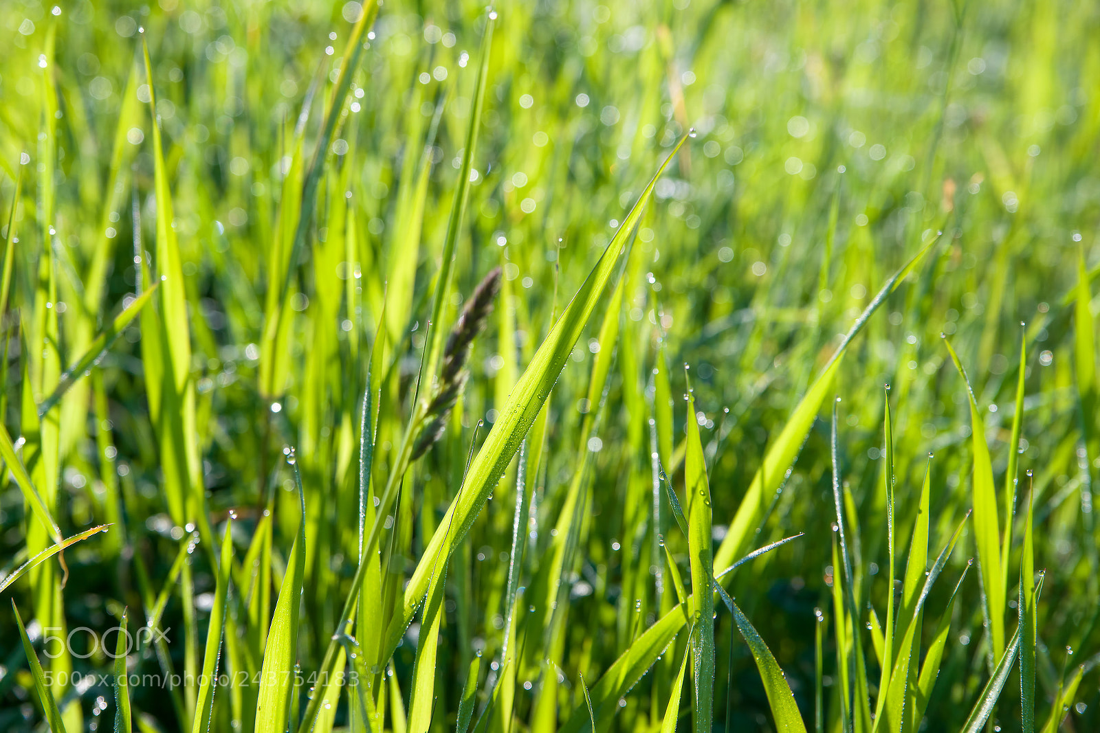 Sony Alpha DSLR-A850 sample photo. Sunny morning. photography