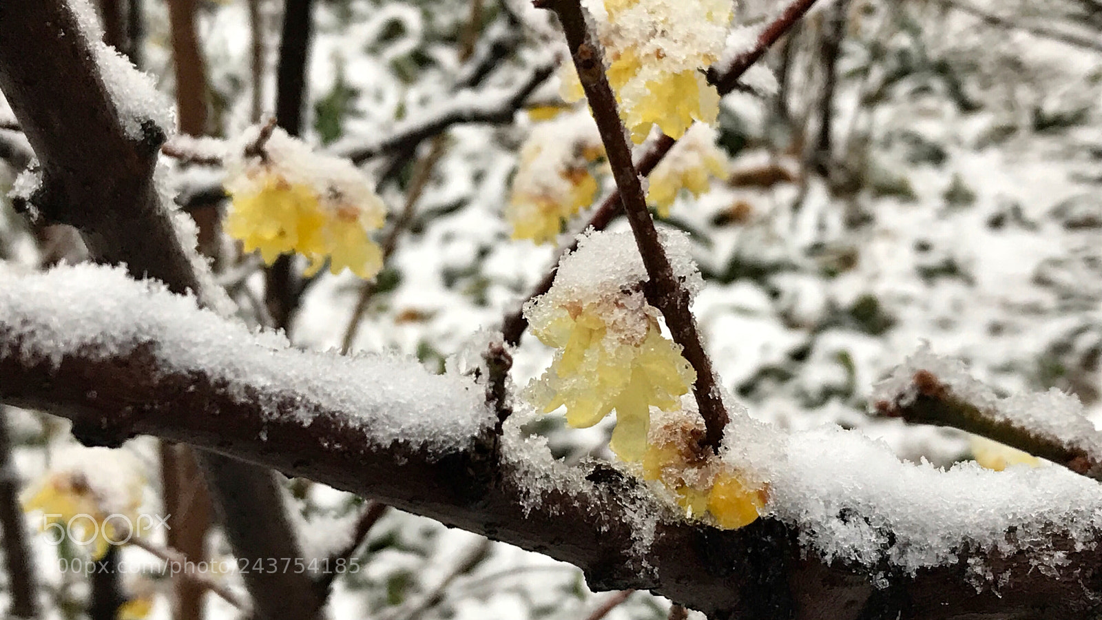 Apple iPhone 7 sample photo. Wintersweet in the snow 雪中腊梅 photography