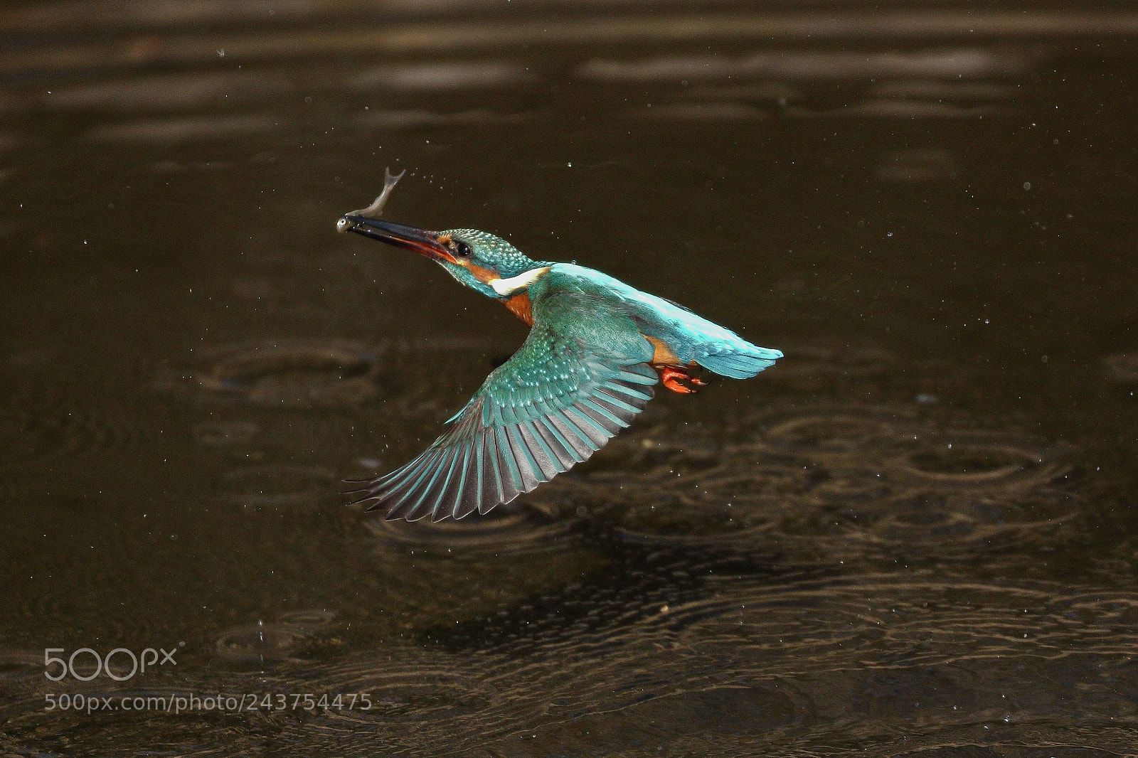Canon EOS 7D Mark II sample photo. Kingfisher in flight 7312 photography