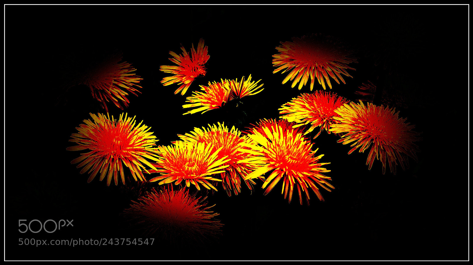 Panasonic Lumix DMC-FZ200 sample photo. Dandelion photography