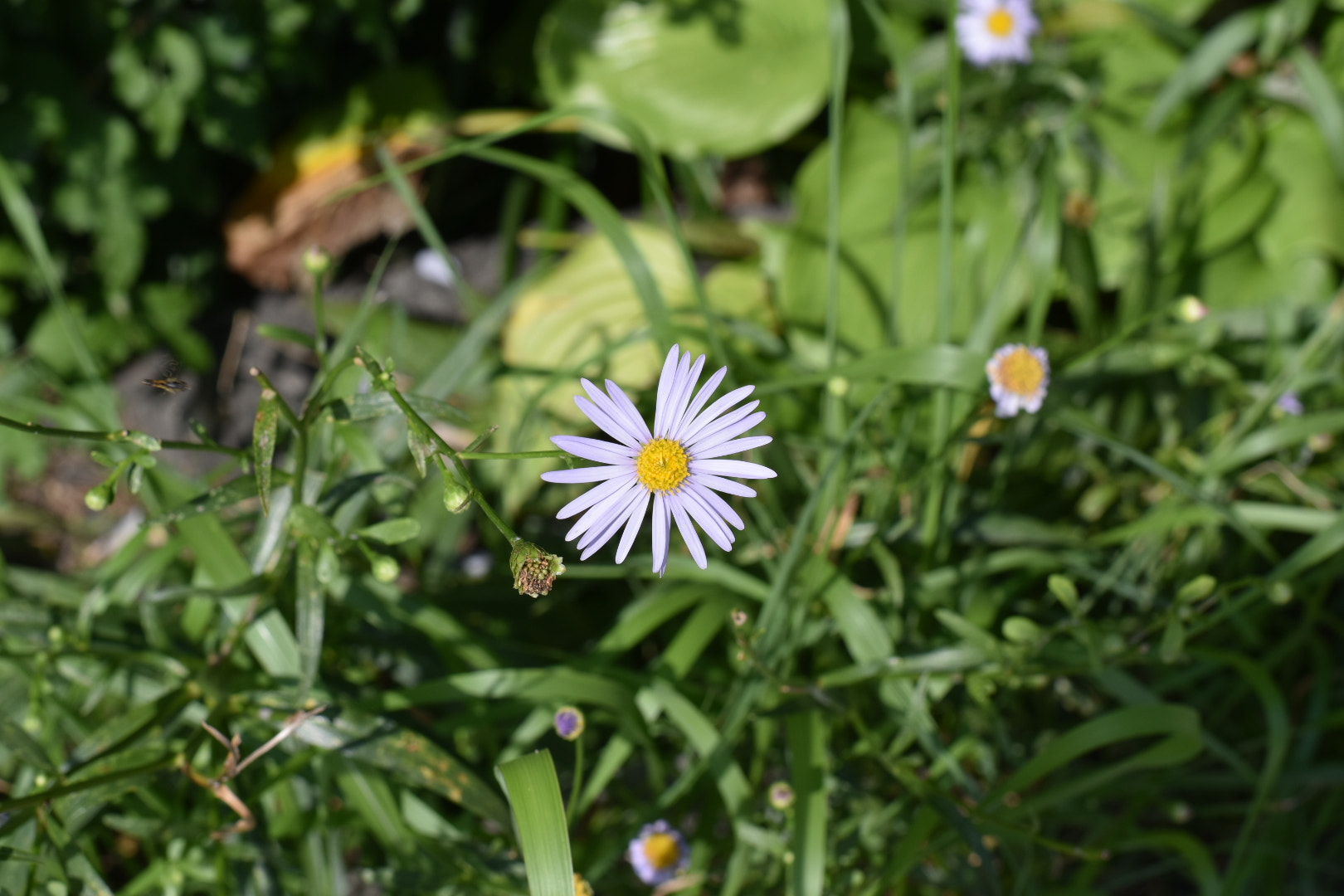 Nikon D5500 + Nikon AF-S Nikkor 50mm F1.8G sample photo. Wildflower photography