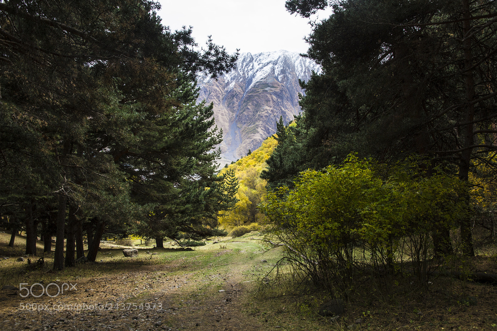 Canon EOS 60D sample photo. Kazbegi forest photography