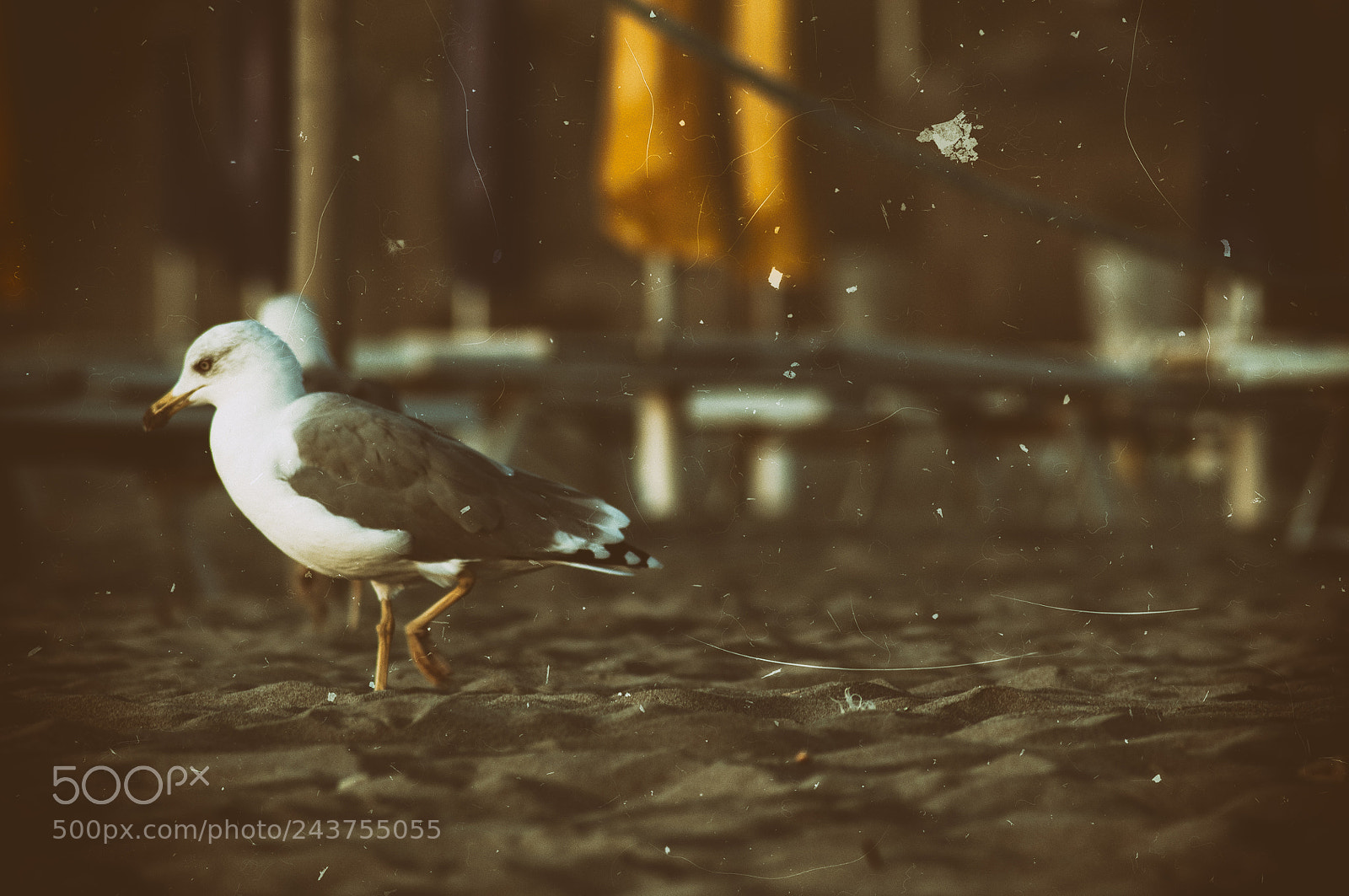 Nikon D5000 sample photo. Chilly seagull photography
