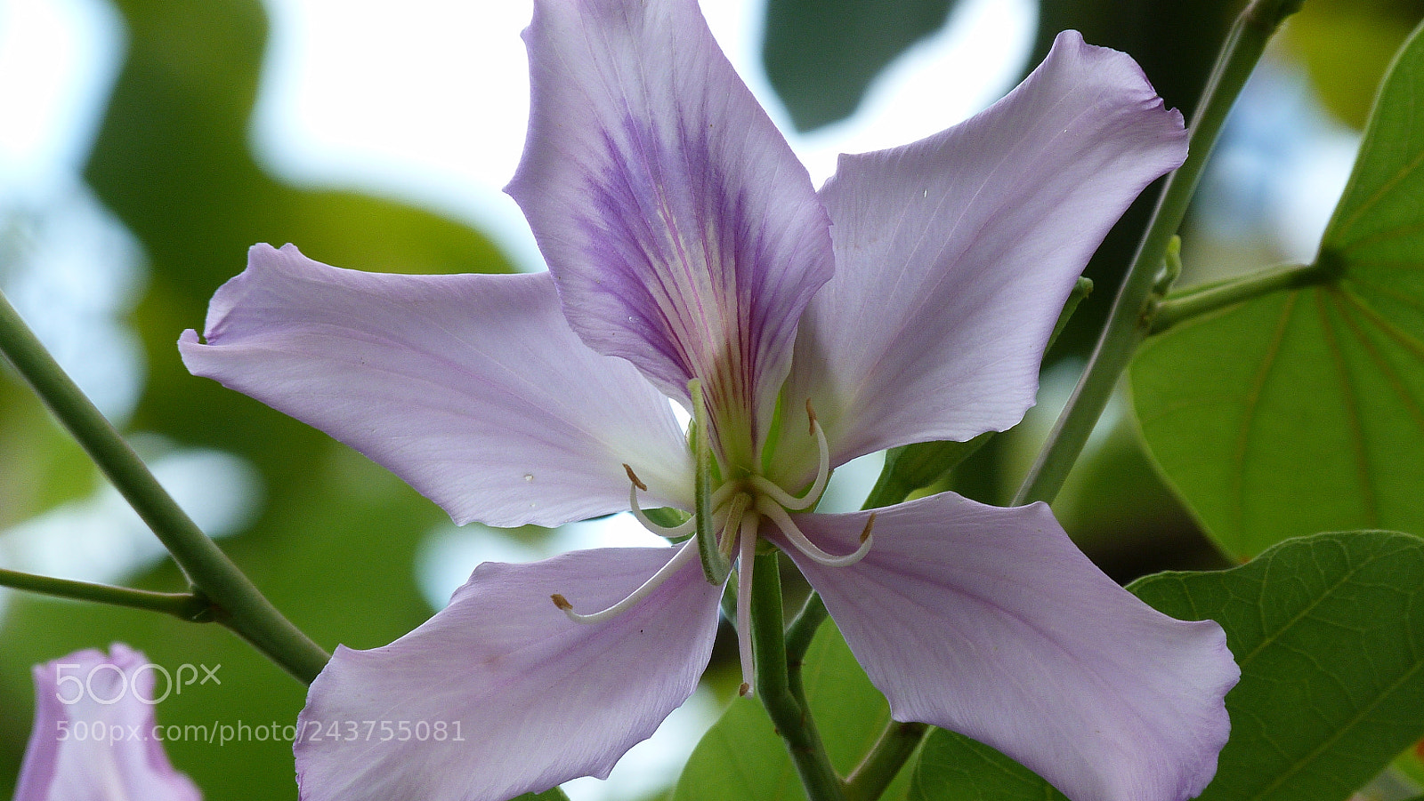 Panasonic Lumix DMC-FZ40 (Lumix DMC-FZ45) sample photo. Flower photography