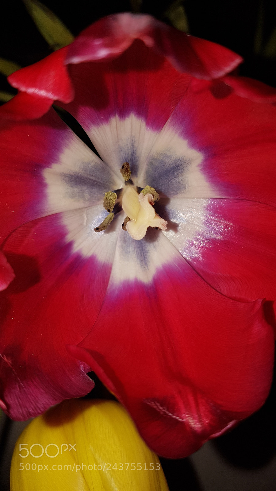 Samsung Galaxy S7 sample photo. Center heart of tulip photography