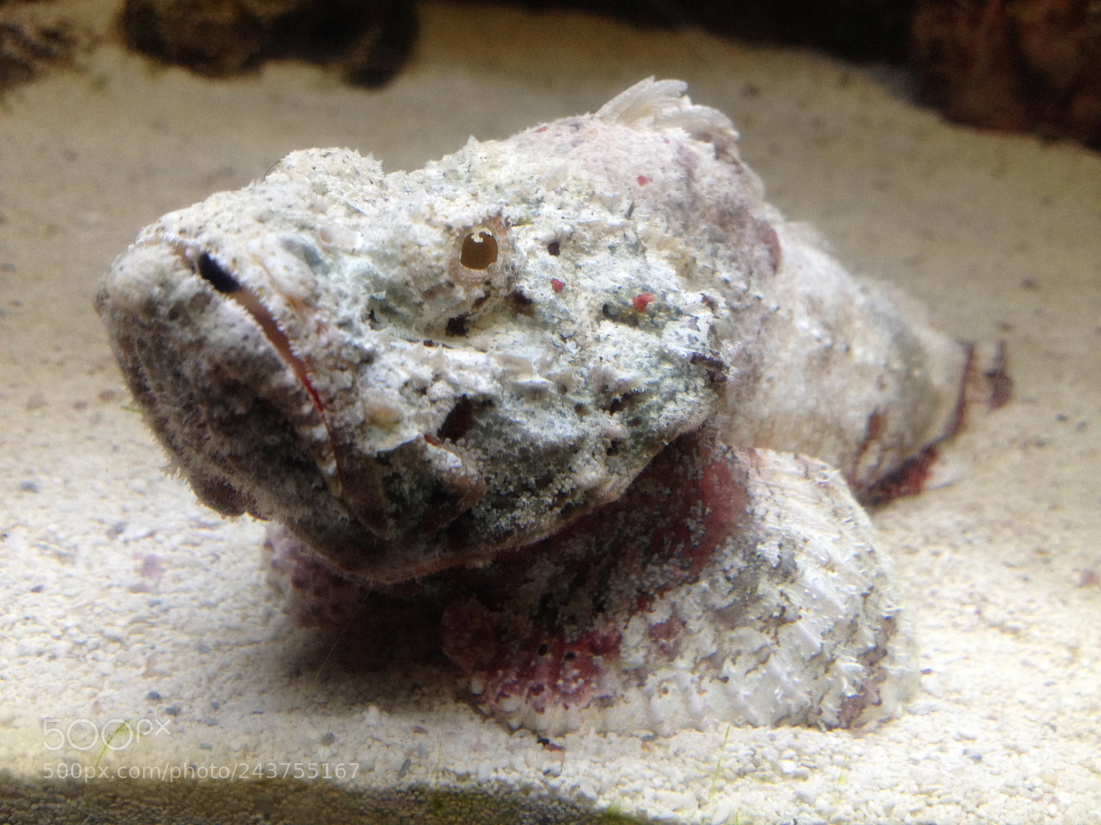 Apple iPhone 4S sample photo. Stonefish photography