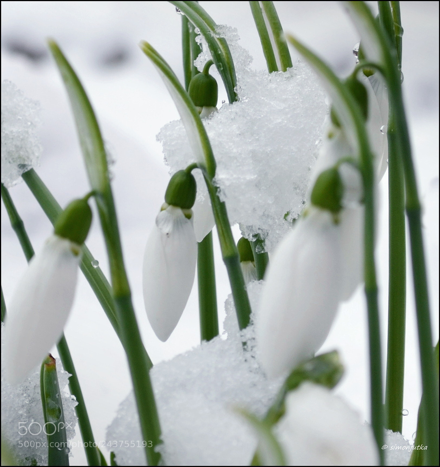 Nikon D3100 sample photo. Snowdrop photography