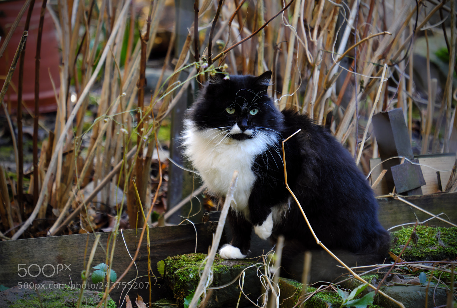 Fujifilm X-T20 sample photo. Cat walk in the photography