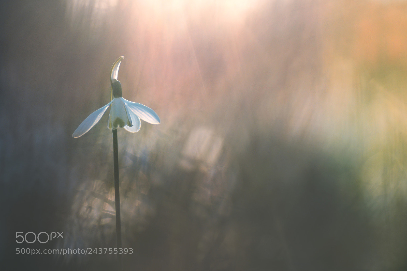 Pentax K-5 sample photo. Emergence photography