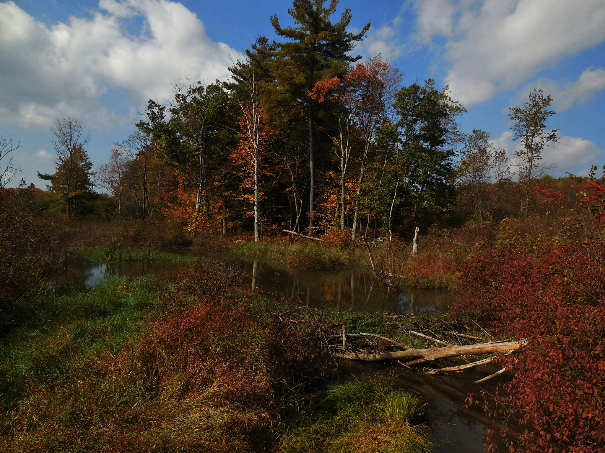 Nikon Coolpix S6500 sample photo. Marshland photography