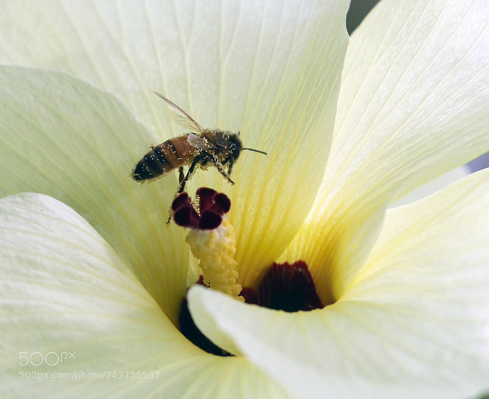 Canon EOS 7D Mark II sample photo. Busy bee photography