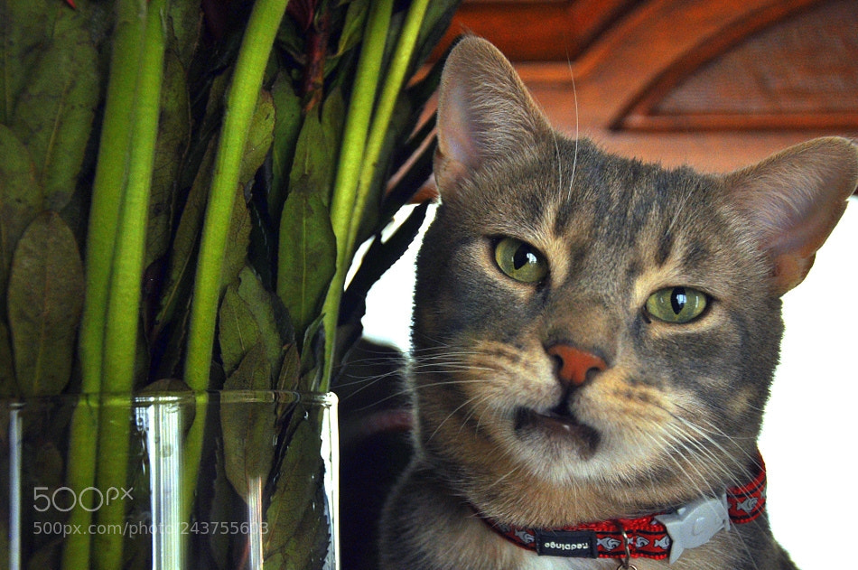 Nikon D90 sample photo. Raşit photography