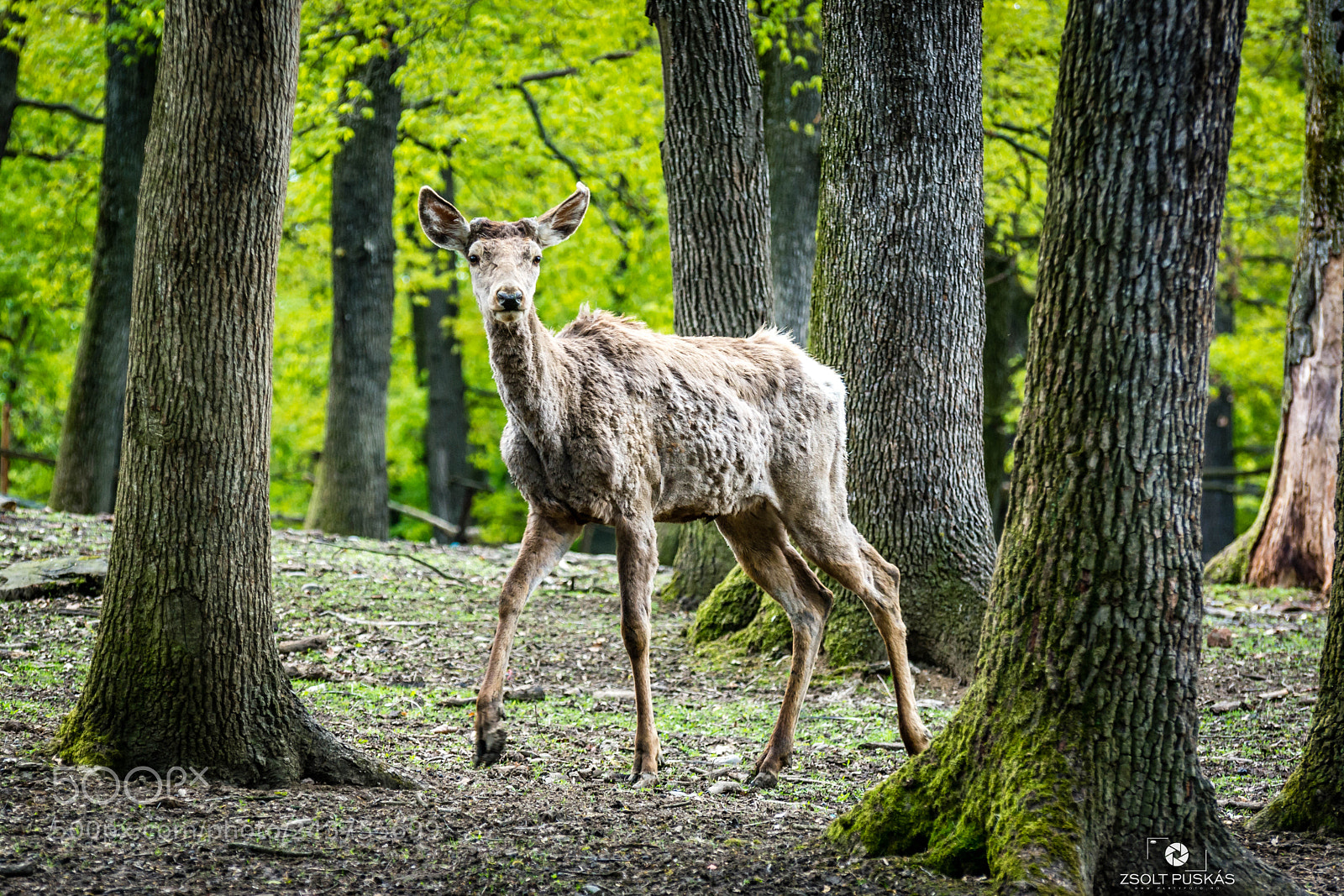 Nikon D7100 sample photo. Oh deer photography