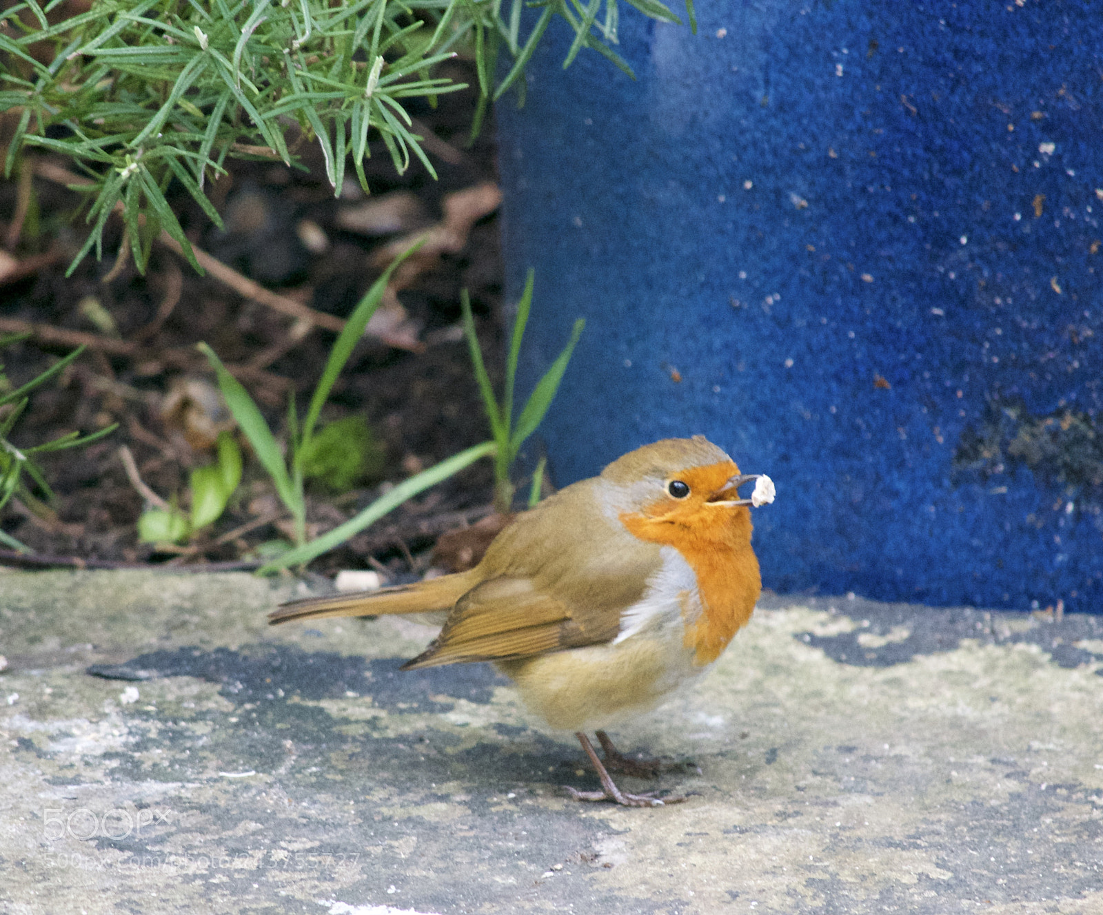 Nikon D3100 sample photo. Happy robin photography