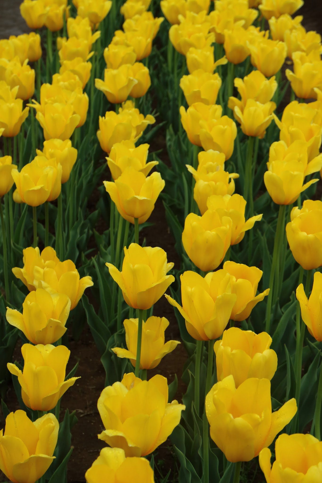 Canon EOS M3 sample photo. Full of yellow tulips photography
